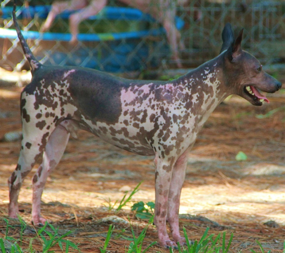  AKC/ UKC Ch. Kidd K's Top Gun ~ 