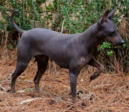  UKC Ch. Bur-way Shooting For The Stars ~ 