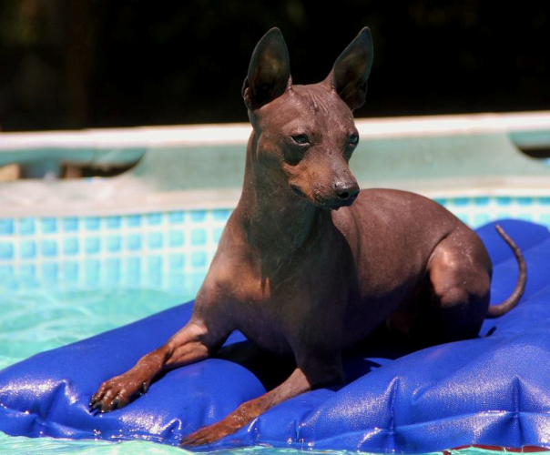  UKC Ch. Bur-way Shooting For The Stars ~ 