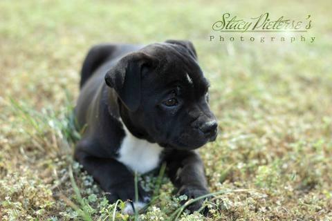  Lilcracka Nitro aka Nitro