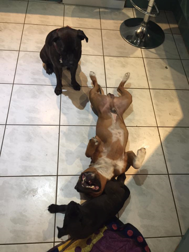  Lilcracka Scout & Lilcracka Atomic Kruza ~ 