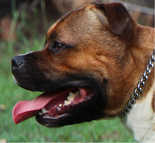  Lilcracka Sunni Lambo ~ 