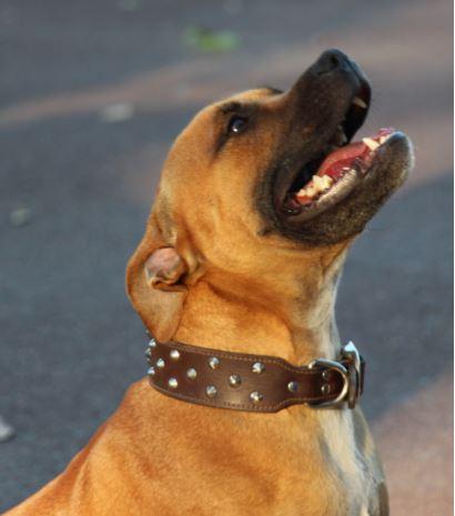  Lilcracka Red Henry aka Henry