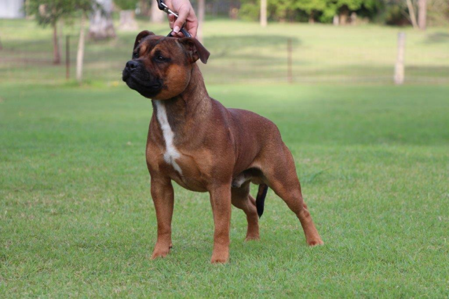  Lilcracka Electroshock (Tazer) ~ 