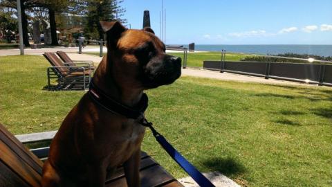  Lilcracka Bold Douglas aka Doug